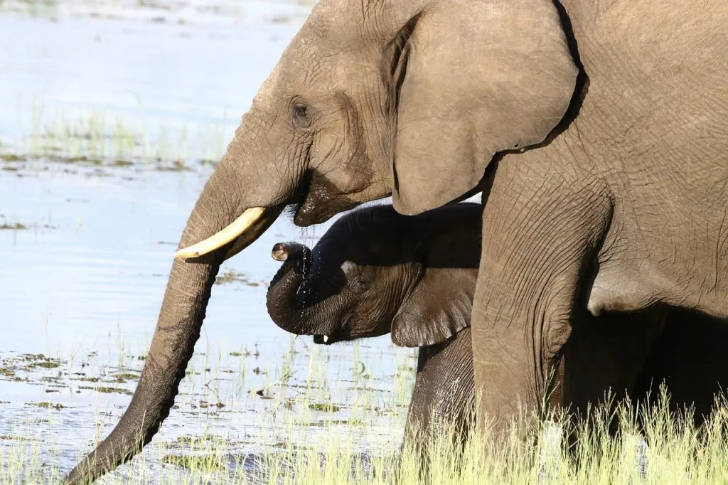 Séjourner_à_Meno_a_Kwena_au_Botswana_! Séjourner_à_Meno_a_Kwena_au_Botswana_!
