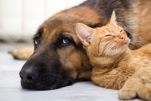 close up, cat and dog together lying on the floor close up, cat and dog together lying on the floor