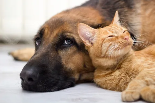 close up, cat and dog together lying on the floor close up, cat and dog together lying on the floor