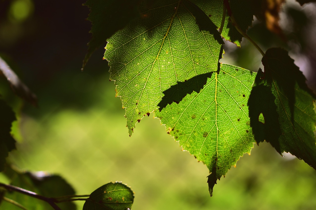 quels sont les bienfaits de la sève de bouleau