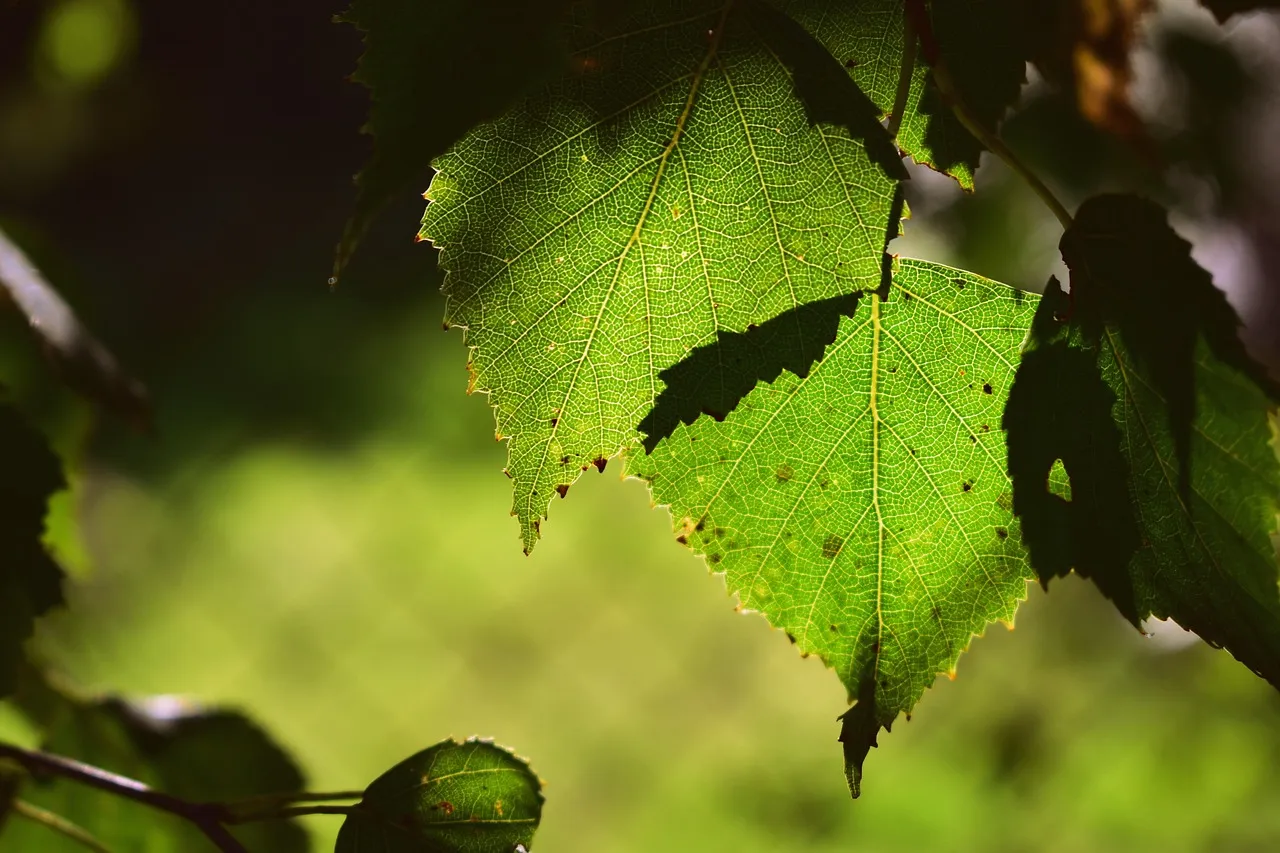 quels sont les bienfaits de la sève de bouleau