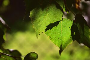 quels sont les bienfaits de la sève de bouleau
