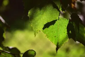 quels sont les bienfaits de la sève de bouleau