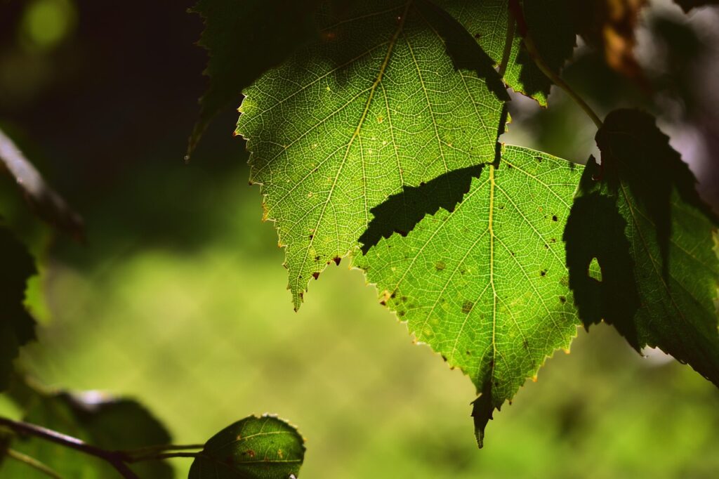 quels sont les bienfaits de la sève de bouleau