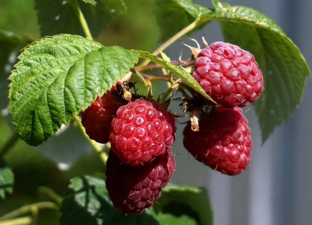 Les_bienfaits_des_framboises_:_Les_framboises_rouges_et_leurs_feuilles Les_bienfaits_des_framboises_:_Les_framboises_rouges_et_leurs_feuilles