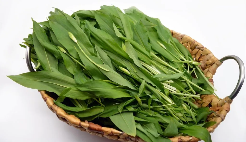 Herbes_médicinales_pour_les_blessures,_les_coupures,_les_échardes,_les_entorses,_etc_ Herbes_médicinales_pour_les_blessures,_les_coupures,_les_échardes,_les_entorses,_etc_