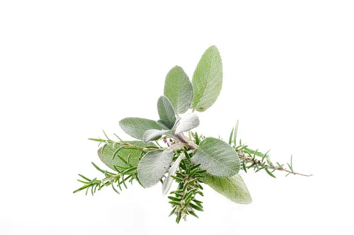 Rosemary flower and sauger