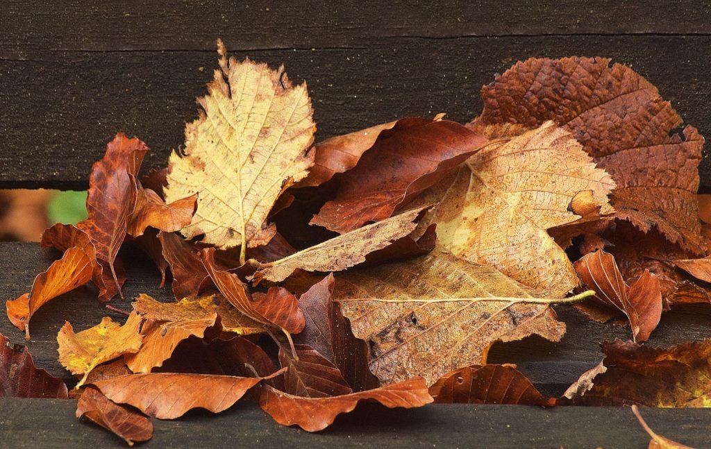 Feuilles_d_automne_:_comment_les_utiliser_et_les_conserver_?