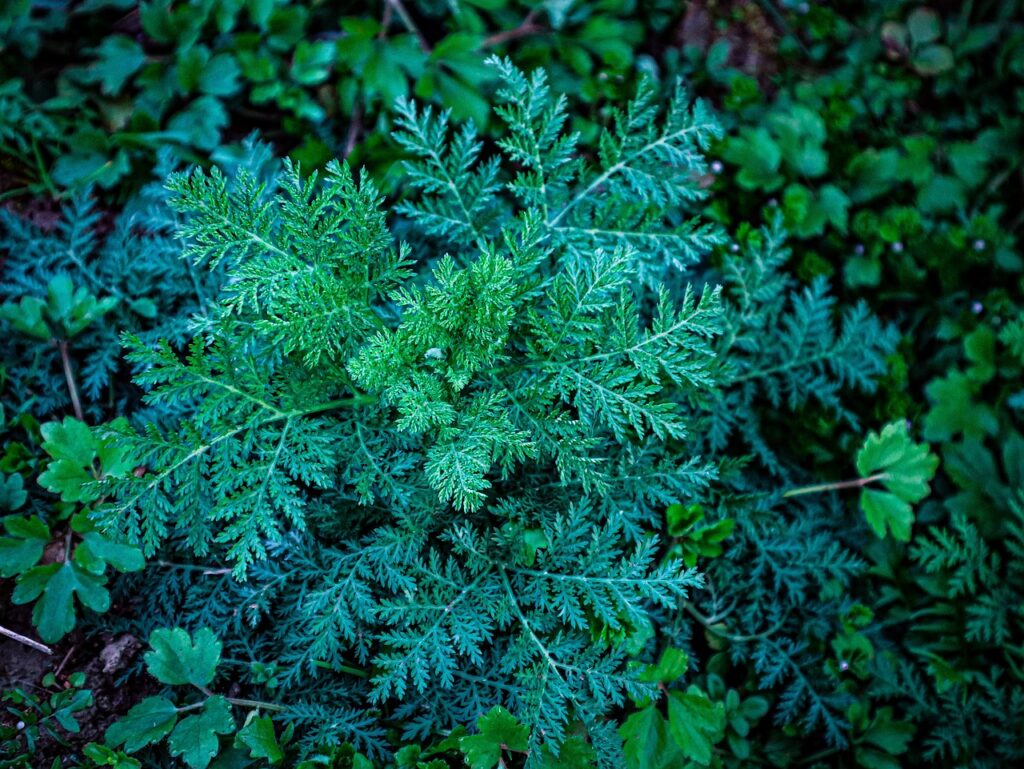 Traitement_et_prévention_de_maladies_:_utilisation_des_plantes_médicinales_bio