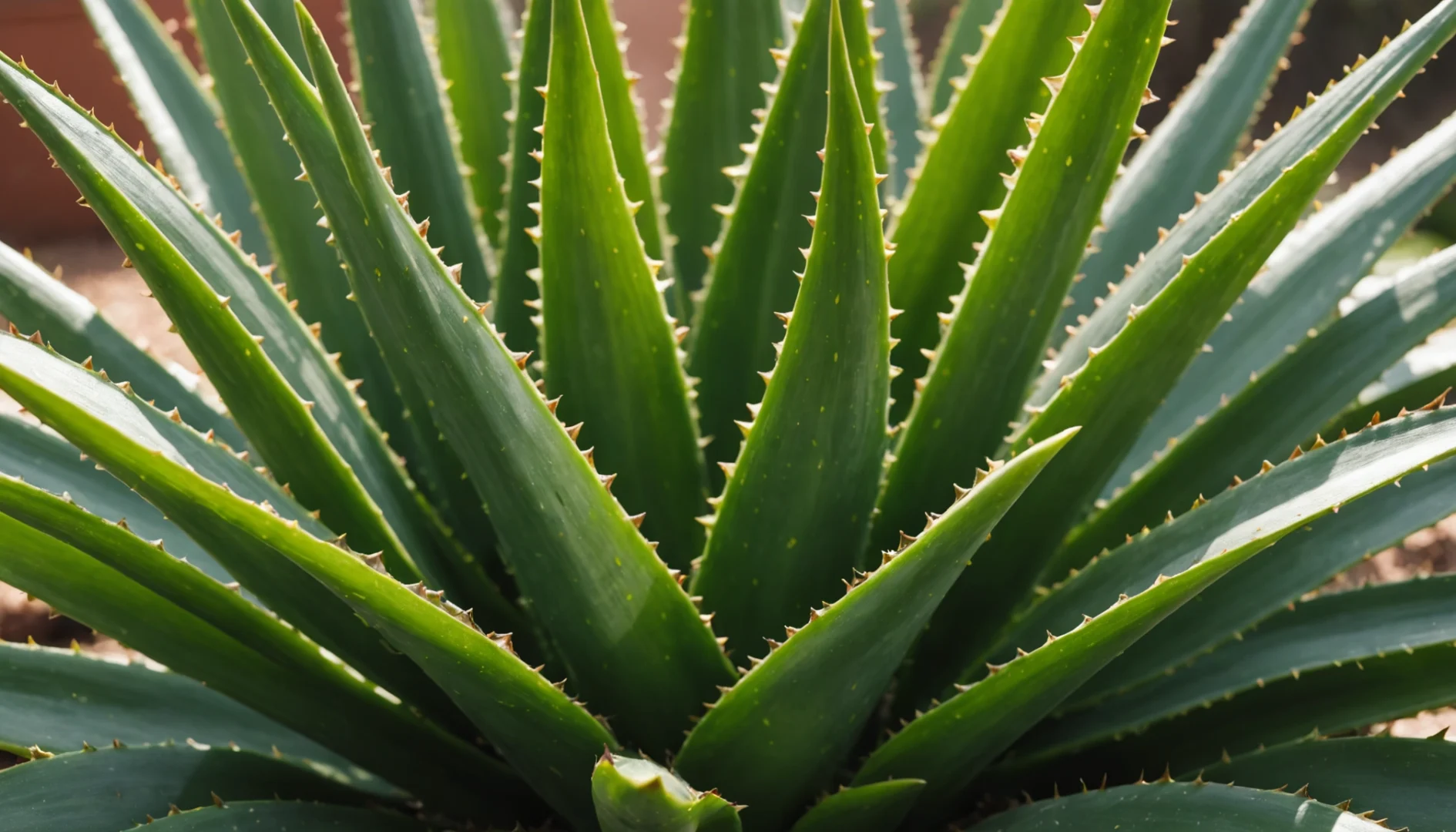 L'aloe vera dans la cosmétique naturelle : un ingrédient vedette